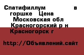  Спатифиллум Alana 12/40 в горшке › Цена ­ 200 - Московская обл., Красногорский р-н, Красногорск г.  »    